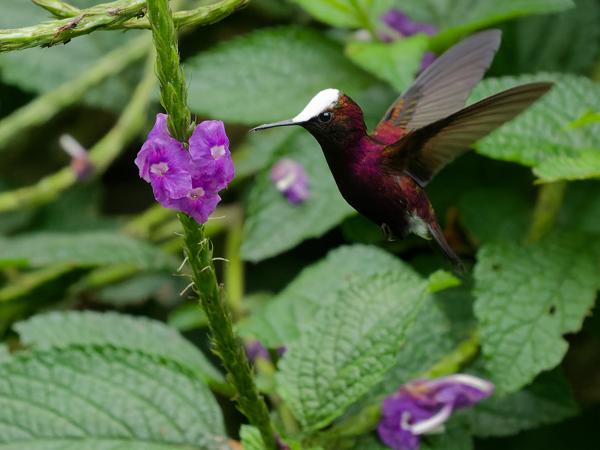 <h3><a href="/trips/costa-rica/biota/animalia/chordata/aves/033 apodiformes/004 trochilidae/microchera albocoronata/microchera albocoronata-nl.html">Microchera&nbsp;albocoronata</a> / Snowcap / Witkruinkolibrie</h3>OM-1 Mark II met OLYMPUS M.150-400mm F4.5, 1/2000 sec  bij F4.5, ISO 10000, afstand 5.27&nbsp;m